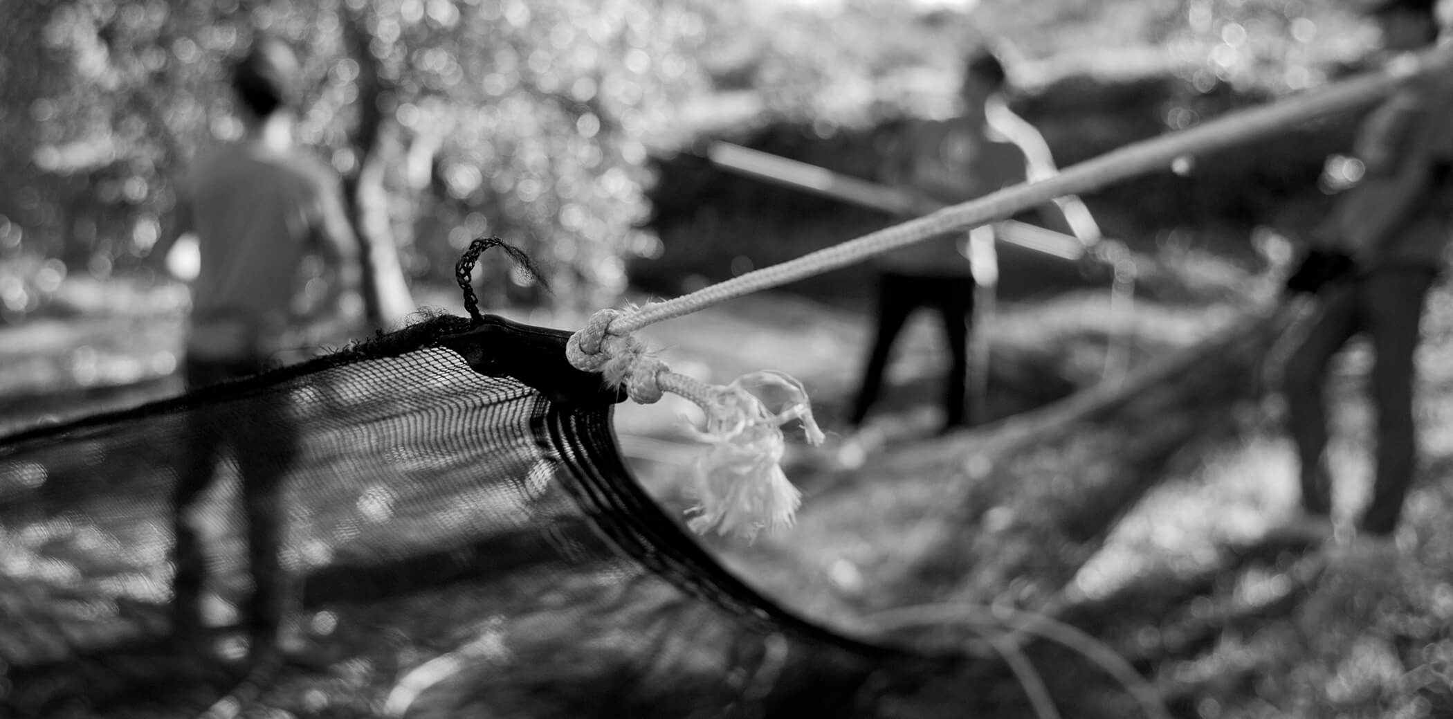 laraccolra_01